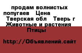 продам волнистых попугаев › Цена ­ 700-1000 - Тверская обл., Тверь г. Животные и растения » Птицы   